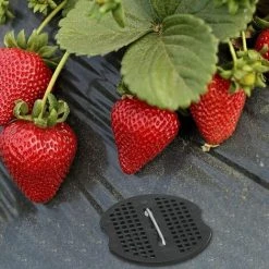 QERSTA 40 Pcs Piquets De Jardin, Sardine Bache Avec 40 Rondelles, Piquets De Fixation Pour Bàche Toile Paillage, Tissu De Mauvaises Herbes, Feuilles De Sol Tente 15*4cm 8 QERSTA 40 Pcs Piquets De Jardin, Sardine Bache Avec 40 Rondelles, Piquets De Fixation Pour Bàche Toile Paillage, Tissu De Mauvaises Herbes, Feuilles De Sol Tente 15*4cm -Pergola Soldes 67645866 2